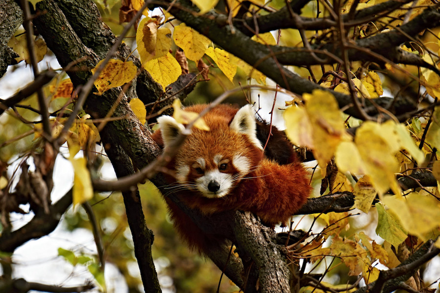  Herbstbeginn im Tierpark Berlin: Abenteuer in farbenfroher Natur