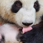 Panda-Babys im Zoo Berlin knacken die 1-kg-Marke – Rasantes Wachstum und süße Kuscheleinheiten mit Mama Meng Meng!