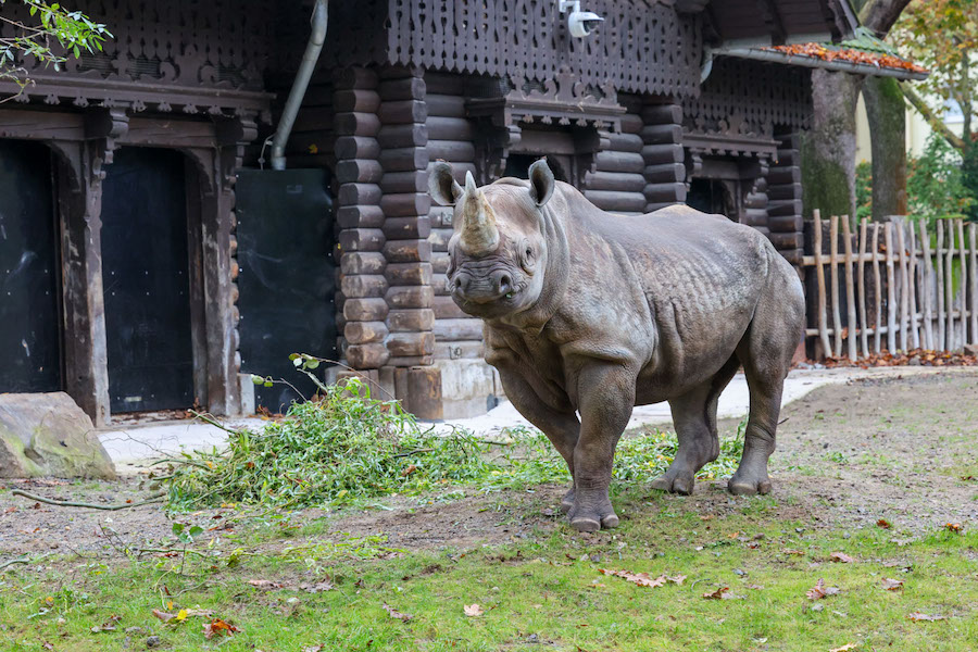 Neue Hoffnung für die Nashornzucht im Kölner Zoo: Spitzmaulnashorn-Kuh „Hazina“ trifft auf Bulle „Malte“! 🦏