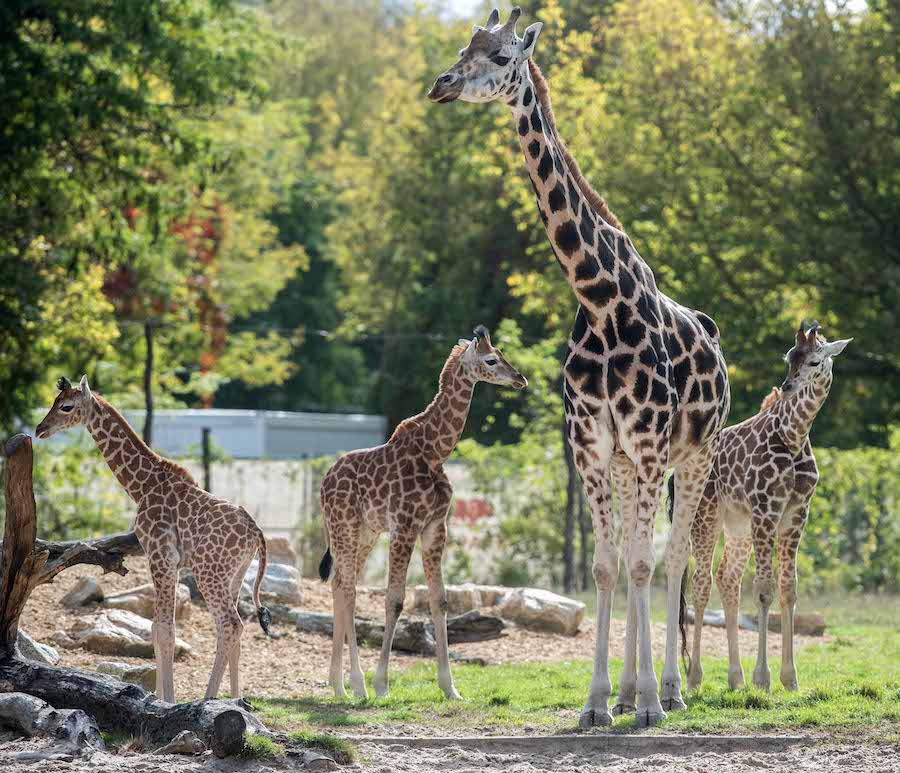Bilanz der Vielfalt: Ein Jahrzehnt des Wandels in den Zoologischen Gärten Berlin