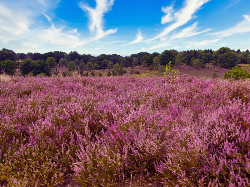 Der Barfußpark Lüneburger Heide: Ein Sommerhighlight für Familien und Städter