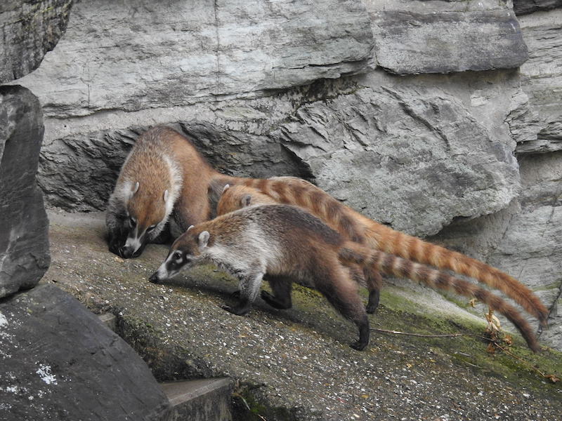 Neue Kleinbärenart: Kölner Zoo zeigt Weißrüssel-Nasenbären