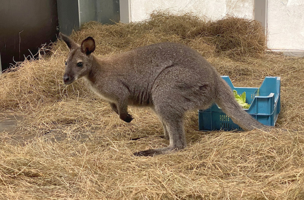 Känguru im Serengeti-Park Hodenhagen angekommen